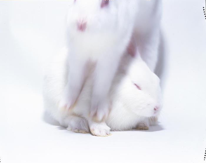 White Rabbit, Gray Creates